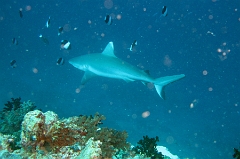 IMG_7698rc_Maldives_Madoogali_Requin gris de recif ou Dagsit Carcharhinus amblyrhynchos